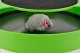 Kittens Cats Indoor Interactive Toy with Scratching, \"Mouse\"