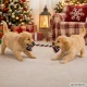 Праздничный набор игрушек для собак 4 шт. (канат, мяч, елочка,...