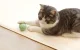 Cheerble Ice Cream Умная Игрушка Мяч для Питомцев Кошки Собаки, Зелёный |...