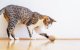 Cheerble Wicked Snail Interactive Cat Toy, Brown