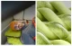 Надувная туристическая подушка Flextail Tiny Pillow Зеленая 77г