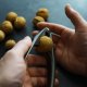 Tongs, nut cracker for walnuts, hazelnuts, macadamia, almonds, 15 cm