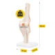4Fizjo 1073 Ceļa locītavas anatomiskais modelis 1:1