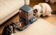 Double Smart Pet Feeder Oneisall PF10 5L with App Control & Voice Recording