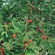 Aizsargtīkls pret putniem ORTOFLEX 4x5m, zaļš