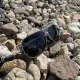 Trizand Polarizētas saulesbrilles ar UV 400 filtru (melnas/sudraba)