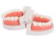 Dental Model Jaw Teeth