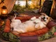 Soft Rectangular Dog Bed, 70 x 55 cm