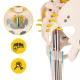 Cilvēka skeleta anatomiskais modelis 4FIZJO 85 cm ar statīvu