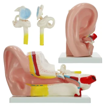 Auss šķērsgriezuma anatomiskais modelis 4FIZJO 3:1 mērogā