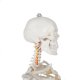 Cilvēka skeleta anatomiskais modelis 170 cm, uz statīva | Anatomical model of the human skeleton
