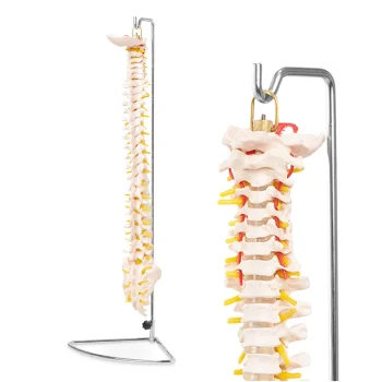 4FIZJO cilvēka mugurkaula anatomiskais modelis 1:1 ar statīvu