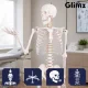 Cilvēka skeleta anatomiskais modelis Glimz, 170 cm, mērogs 1:1, ar statīvu