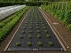 DIVODV Pretnezāļu Agroplēve 50g/m² 1.5m x 50m, Melna