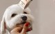 Quiet Pet Clipper Oneisall X2 240 Min Runtime