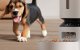 Smart Pet Feeder Petlibro Granary WiFi 5L White