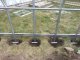 Теплица Кlasika 30 (3X10M) С Фундаментом И Покрытием Из Поликарбоната...