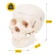 Cilvēka galvaskausa anatomiskais modelis 4FIZJO 1:1