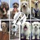 Professional Dog Grooming Kit with Cordless Pet Clippers