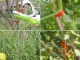 Garden Plant Tying Tool Tapener for Vines and Tomatoes