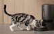 Petlibro Granary Smart WiFi Pet Food Dispenser 5L Black