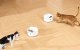 CatLink F03 Standard Smart Intelligent Chamber Food Dispenser Bowl Container-Dispenser for Dogs Cats
