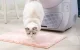 Умный самоочищающийся лоток для кошек Catlink Scooper Young, серый