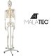 Cilvēka skeleta anatomiskais modelis 170 cm, uz statīva | Anatomical model of the human skeleton
