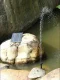 Solar Fountain Pump for Pond ZD70F, Black