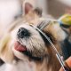Kopšanas Komplekts Grumingam Matu Griešanas Šķēres Suņiem un Kaķiem + Aksesuāri | Grooming Kit Haircut Scissors...