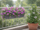 Automatic Plant Watering Globes System 8 Pack, transparent