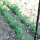 Augu atbalsta tīkls TENAX Flora dārzeņiem, 1.5 x 10 m, zaļš