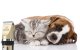 Pet Grooming Clipper Set Oneisall X2 + N5 Low Noise