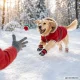 Праздничный набор игрушек для собак 4 шт. (канат, мяч, елочка,...