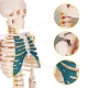 Cilvēka skeleta anatomiskais modelis 4FIZJO 85 cm ar statīvu
