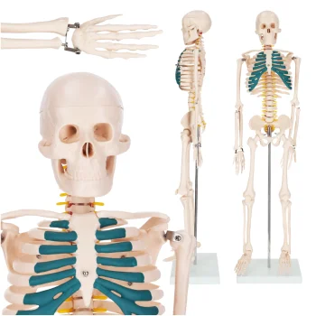 Cilvēka skeleta anatomiskais modelis 4FIZJO 85 cm ar statīvu