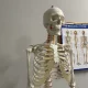 Cilvēka skeleta anatomiskais modelis 170 cm, uz statīva | Anatomical model of the human skeleton