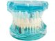 Dental Model Jaw Teeth Implants