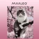 Maaleo Картина по номерам 40x50 см, Котенок