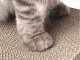 Cat Horizontal Scratcher Cardboard Scratching Post with Catnip / Cat Bed Lounger