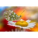 Объектив Laowa CA-Dreamer 100 mm f/2.8 Macro 2:1 Pentax K