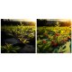 Heavy Duty Weed Barrier Fabric Plonos 5.25 x 164 ft 90g/m² with 100 Staples, Black-Green