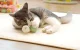 Cheerble Ice Cream Умная Игрушка Мяч для Питомцев Кошки Собаки, Зелёный |...