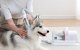 Grooming vacuum cleaner from hair for pet care HomeRunPet HC15, white