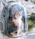 Pet Carrier Backpack for Cats and Dogs, Grey