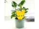 Yellow Sticky Traps for Plants Against Fungus Gnats and Insects, 12 pcs