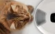 Petoneer NutriSpin Intelligent 6-Meal Pet Food Dispenser
