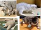 Interactive Cat Toy Ball, USB Rechargeable Automatic Rolling Pet Toy with LED