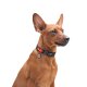 Waudog Nylon Dog collar with QR code size M, NASA