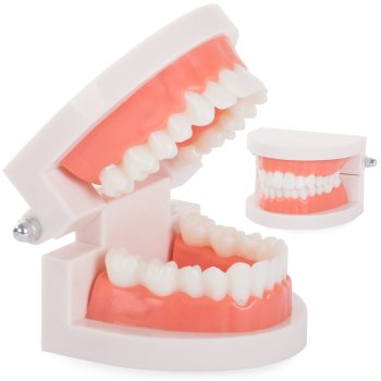 Zobu Modelis Žokļa Zobu | Dental Model Jaw Teeth